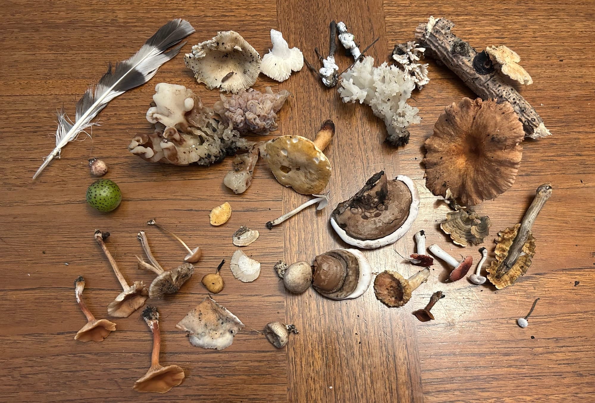 Foraging: For the joy of it