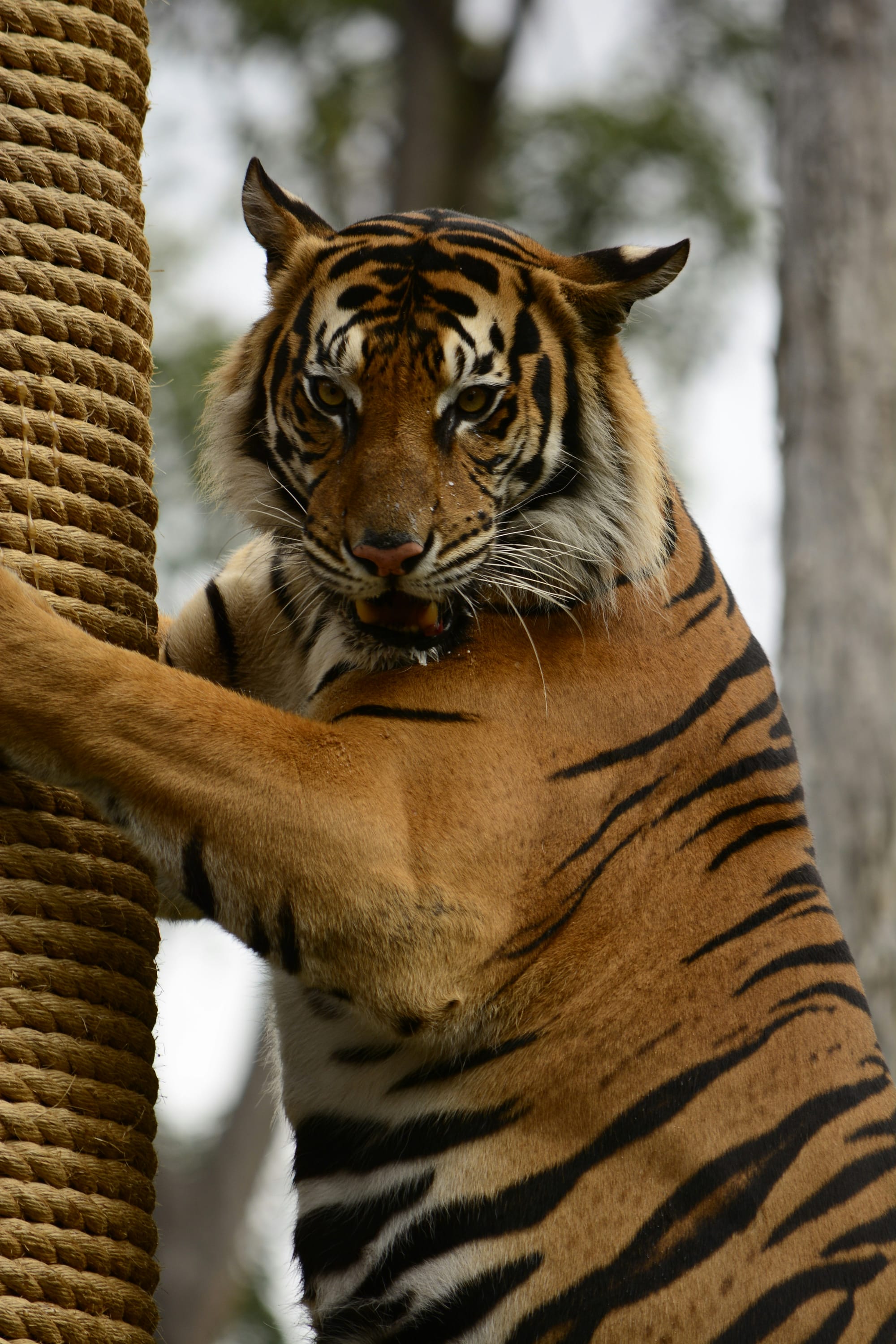 A tiger, standing at a tiger-size scratching post, glares out at the viewer.