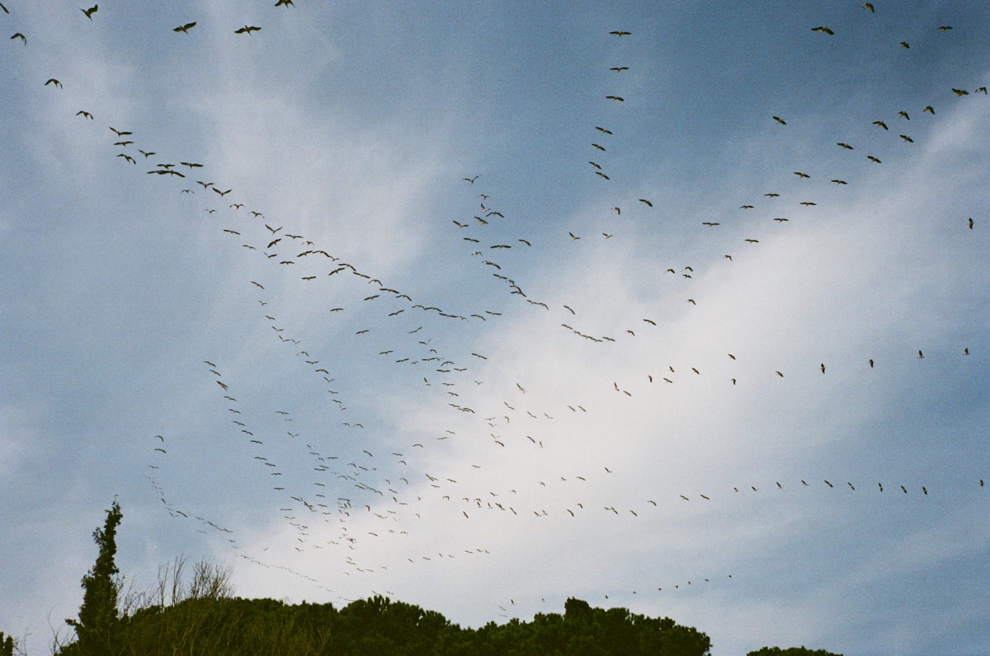 Flocks migrating in loose Vs.