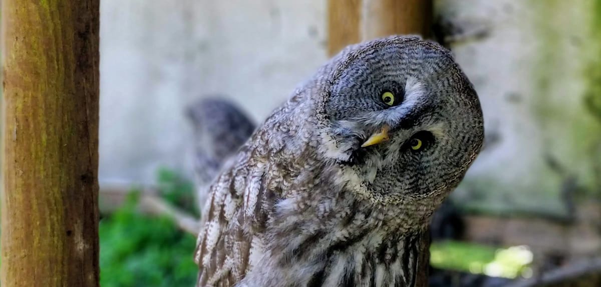 Thoughts: Why curiosity?